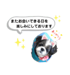 ぽっちゃりシーズーえむくん①（個別スタンプ：7）