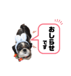 ぽっちゃりシーズーえむくん①（個別スタンプ：10）