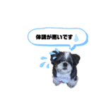ぽっちゃりシーズーえむくん①（個別スタンプ：15）