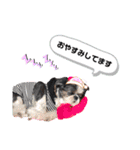 ぽっちゃりシーズーえむくん①（個別スタンプ：19）