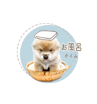 さくらあんず（個別スタンプ：1）