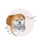 さくらあんず（個別スタンプ：6）