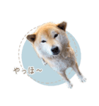 さくらあんず（個別スタンプ：9）