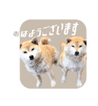さくらあんず（個別スタンプ：10）