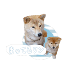 さくらあんず（個別スタンプ：11）