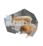 さくらあんず（個別スタンプ：13）