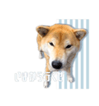 さくらあんず（個別スタンプ：16）