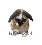 まろちろにこ（個別スタンプ：3）