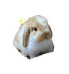 まろちろにこ（個別スタンプ：5）
