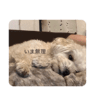 ナマケイヌ（個別スタンプ：6）