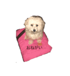 ナマケイヌ（個別スタンプ：9）