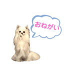 ポメラニアンの使えるスタンプ2（個別スタンプ：2）