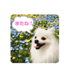 ポメラニアンの使えるスタンプ2（個別スタンプ：14）