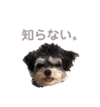 ちわぷーのぱおのスタンプ（個別スタンプ：12）