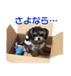 ちわぷーのぱおのスタンプ（個別スタンプ：19）