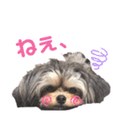 ちわぷーのぱおのスタンプ（個別スタンプ：21）