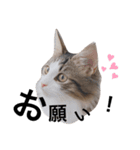もふもふノアさん①（個別スタンプ：1）