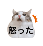 もふもふノアさん①（個別スタンプ：6）