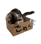 もふもふノアさん①（個別スタンプ：9）