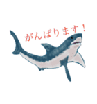 ホホジロザメのホホジロー（個別スタンプ：6）