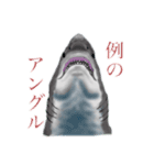 ホホジロザメのホホジロー（個別スタンプ：7）