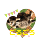 みどこ家のニャンズちゃん（個別スタンプ：3）