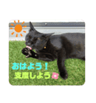 みどこ家のニャンズちゃん（個別スタンプ：4）