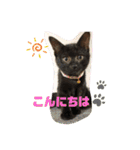 みどこ家のニャンズちゃん（個別スタンプ：6）