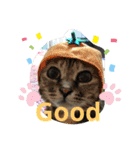 みどこ家のニャンズちゃん（個別スタンプ：11）