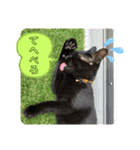 みどこ家のニャンズちゃん（個別スタンプ：15）