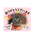 みどこ家のニャンズちゃん（個別スタンプ：27）