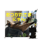 みどこ家のニャンズちゃん（個別スタンプ：29）