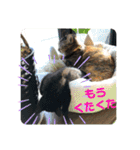 みどこ家のニャンズちゃん（個別スタンプ：30）