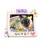 みどこ家のニャンズちゃん（個別スタンプ：31）