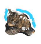みどこ家のニャンズちゃん（個別スタンプ：32）