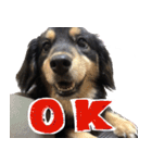 モフ犬こままスタンプ（個別スタンプ：1）