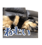モフ犬こままスタンプ（個別スタンプ：2）