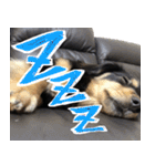 モフ犬こままスタンプ（個別スタンプ：3）