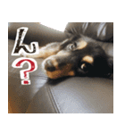 モフ犬こままスタンプ（個別スタンプ：4）