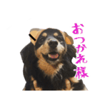 モフ犬こままスタンプ（個別スタンプ：5）