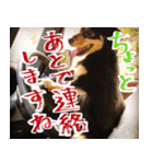 モフ犬こままスタンプ（個別スタンプ：6）