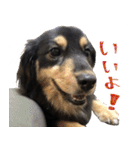 モフ犬こままスタンプ（個別スタンプ：9）