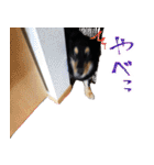 モフ犬こままスタンプ（個別スタンプ：10）