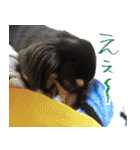 モフ犬こままスタンプ（個別スタンプ：11）