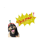 モフ犬こままスタンプ（個別スタンプ：12）