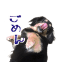 モフ犬こままスタンプ（個別スタンプ：13）