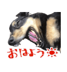 モフ犬こままスタンプ（個別スタンプ：14）