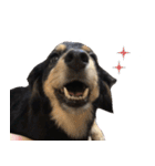 モフ犬こままスタンプ（個別スタンプ：15）