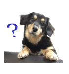 モフ犬こままスタンプ（個別スタンプ：16）