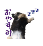 モフ犬こままスタンプ（個別スタンプ：17）